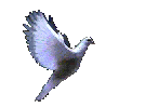 dove-left