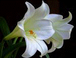 White lilies