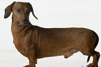 Dachshund